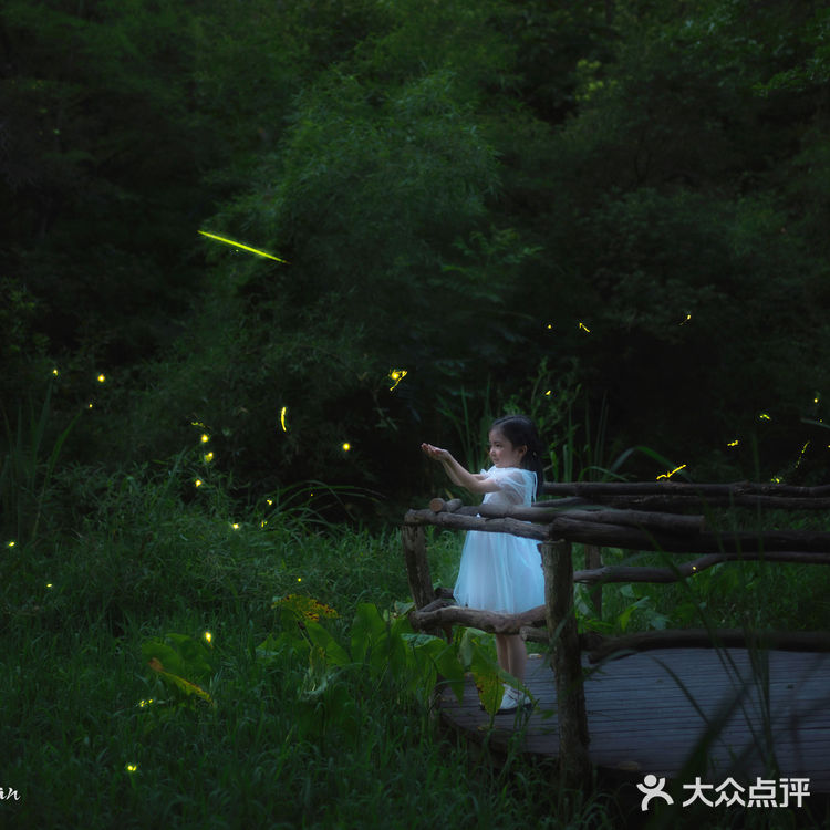 🌟莫干山zui梦幻的萤火虫基地,私藏的宝藏地
