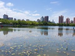-莲花池公园