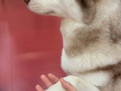 -和它·交个朋友·狗咖猫咖(爱琴海店)