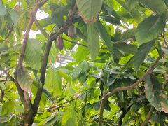 -歌斐颂巧克力小镇