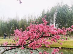 -上海辰山植物园