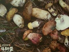 -云海肴·汽锅鸡·云南菜(天津国金汇店)