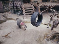 -灵玲国际马戏城