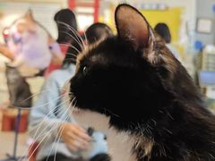 -平行世界·猫咖(首经贸店)
