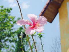 -黄色小屋