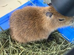 -怪兽屋·羊驼·猫咖·狗咖(俊华广场店)