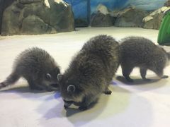 -华夏文旅海洋公园