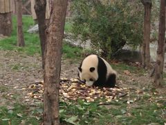 -成都大熊猫繁育研究基地