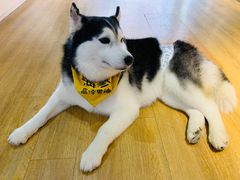 -Husky Go! 哈士奇体验馆·宠物咖啡厅狗咖