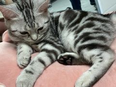 -lincat·猫舍(广州店)