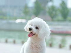 -超宠爱宠物摄影-Super pet