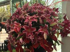 -上海鲜花港