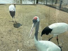-盐城丹顶鹤湿地生态旅游区