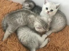 -佳怡动物医院·平价24小时·猫专科骨外科