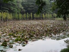 -番禺大夫山森林公园