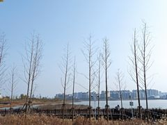 -九龙湖公园