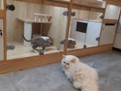 -山宅一喵德文卷毛猫舍