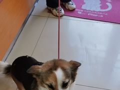 -宠福鑫动物医院(城北分院)