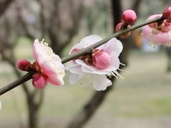 -蜀冈西峰生态公园