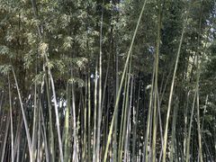 -南翔古镇