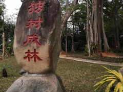 -瑞丽独树成林风景区