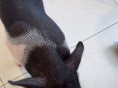 -怪兽屋·羊驼·猫咖·狗咖(俊华广场店)