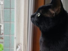 -东方名猫馆·英短金渐层布偶猫舍(环线广场1号楼店)