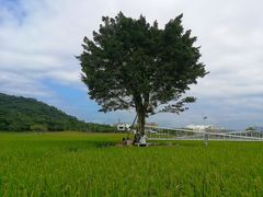 -艾米稻香小镇