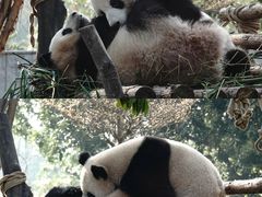 -广州动物园