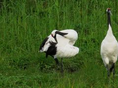 -钏路市丹顶鹤自然公园