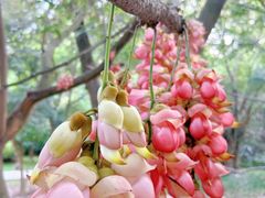 -华南国家植物园-售票处