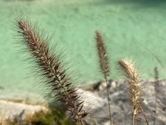 -上海吴淞炮台湾国家湿地公园