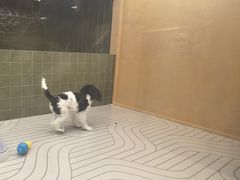 -帕帕拉兹宠物(亚洲旗舰店)