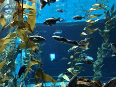 -瑞普利水族馆