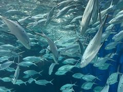 -上海海洋水族馆