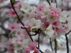 -天适樱花悠乐园
