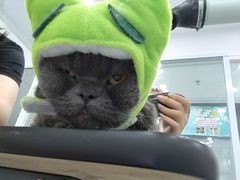 -爱洗澡的猫(望京店)