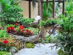 -深圳仙湖植物园