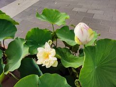 -莲花池公园