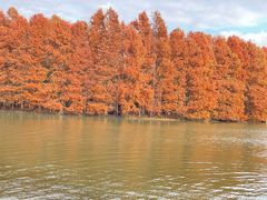 -上海海湾国家森林公园