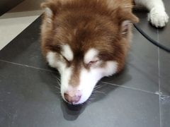 -Let's go狗咖·猫咖·奶狗·桌游(春熙路IFS店)
