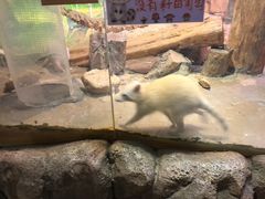 -正佳雨林生态植物园