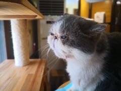 -more than meow吴止猫主题餐厅(承德 中船汇店)