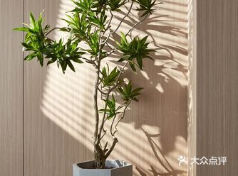今日分享 阳光与原木，探寻简单纯粹的生活本质