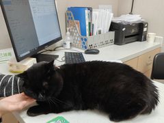 -瑞鹏宠物医院·骨科·猫科·内科(第一中心)