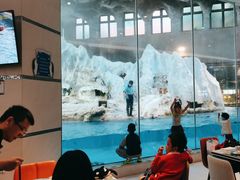 -帝企鹅自助餐厅•儿童岛•真企鹅(长隆企鹅酒店)