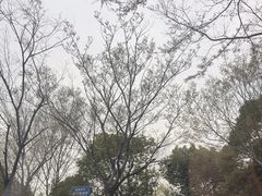 -贡湖湾湿地公园