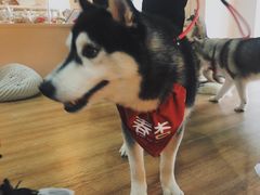-Husky Go! 哈士奇体验馆·宠物咖啡厅狗咖
