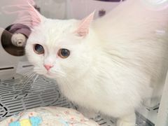 -FAELING PETS美天灵宠物(富力广场店)