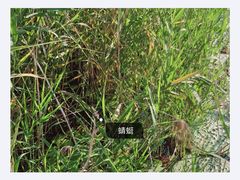 -池杉湖湿地公园